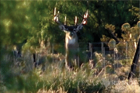  400 acre Ranch for sale image #37