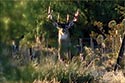 10,000 acre ranch Web / Zavala County image 37