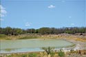 10,000 acre ranch Web / Zavala County image 5