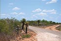 10,000 acre ranch Web / Zavala County image 7