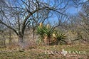 100 acre ranch Medina County image 7