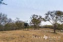 1029 acre ranch Uvalde County image 48