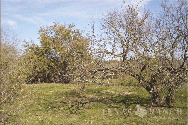 105 acre ranch Medina County image 11