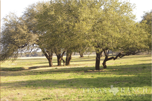 105 acre ranch Medina County image 3