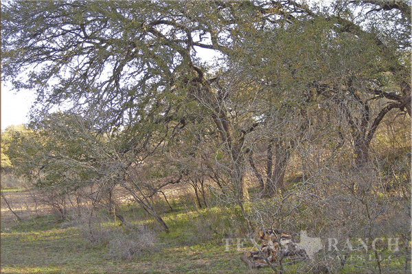 105 acre ranch Medina County image 4