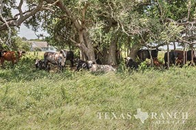 Hill Country ranch sale 1099 acres, Jackson county image 2