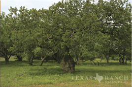 South Texas ranch 121 acres, Karnes county - image
