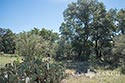 123 acre ranch Real County image 30