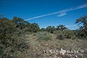 123 acre ranch Real County image 33