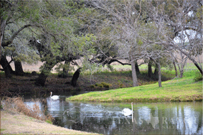 hunting ranch 1302 acres, Medina county - image