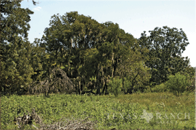 ranch real estate sale, 133 acres, image 8