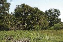 133 acre ranch Uvalde County image 8