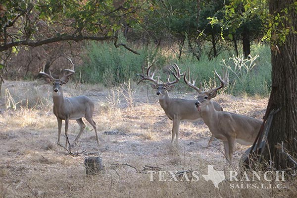 Ranch sale 134 acres, McLennan county image 1