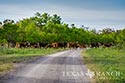 1557 acre ranch Medina County image 2