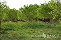 1557 acre ranch Medina County image 5