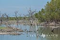 1442 acre ranch Maverick County image 17