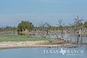 1442 acre ranch Maverick County image 19