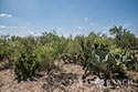 1442 acre ranch Maverick County image 31