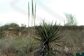 ranch real estate sale, 157 acres, image 