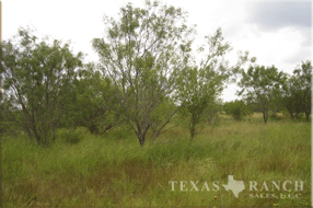 ranch real estate sale, 157 acres, image 