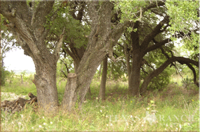 ranch real estate sale, 157 acres, image 