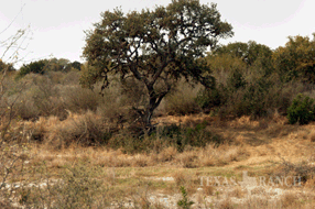 ranch real estate sale, 157 acres, image 
