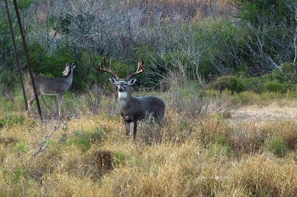 Ranch real estate image 1969 acres La Salle County