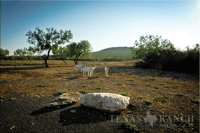  2392 acre Ranch for sale image #6