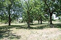 2448 acre ranch Kinney County image 12