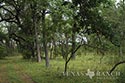 2448 acre ranch Kinney County image 13
