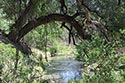 2448 acre ranch Kinney County image 20
