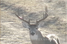 south Texas hunting ranch 2560 acres duval county image 11