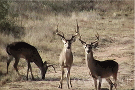 south Texas hunting ranch 2560 acres duval county image 12