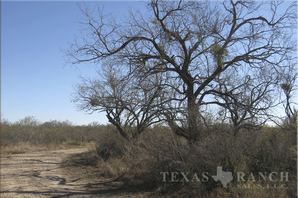 hunting ranch 270 acres, Uvalde county - image