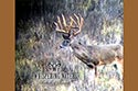 2985 acre ranch Menard County deer image 12