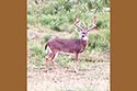 2985 acre ranch Menard County deer image 2