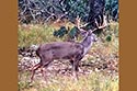 2985 acre ranch Menard County deer image 3