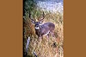 2985 acre ranch Menard County deer image 4