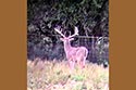 2985 acre ranch Menard County deer image 5