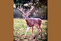 2985 acre ranch Menard County deer image 6