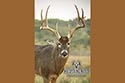 2985 acre ranch Menard County deer image 7