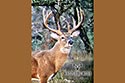 2985 acre ranch Menard County deer image 8