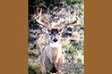 2985 acre ranch Menard County deer image 9