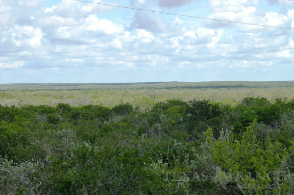 hunting ranch 298 acres, Duval county - image