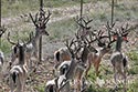 3225 acre ranch Zavala County image 35