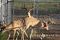 3225 acre ranch Zavala County image 36