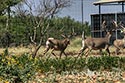 3225 acre ranch Zavala County image 39