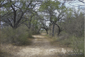 3515 Acres Zavala Image 12