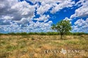 3845 acre ranch Webb County image 18