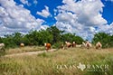 3845 acre ranch Webb County image 8